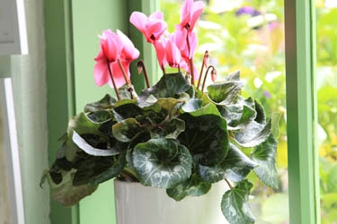 15cm in ceramic Variety Thumbnail.jpg